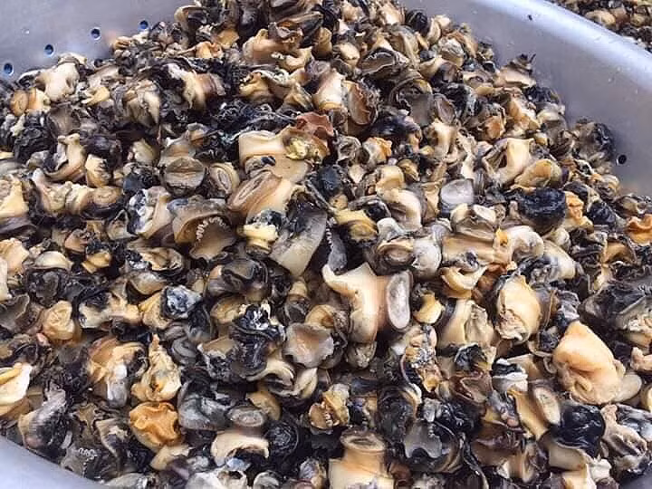 Tùy vào từng thời điểm, thương lái thu mua ốc bươu vàng của người dân với giá 7.000 - 14.000 đồng/kg. Nhờ đó, người dân có thể kiếm thêm thu nhập từ 150. 000 - 300.000 đồng/ngày. Vì vậy, công việc bắt ốc bươu vàng bán vừa tận diệt loài sinh vật hại mùa màng vừa tạo việc làm kiếm thêm thu nhập cho người dân. Ảnh: Vietnmanet.