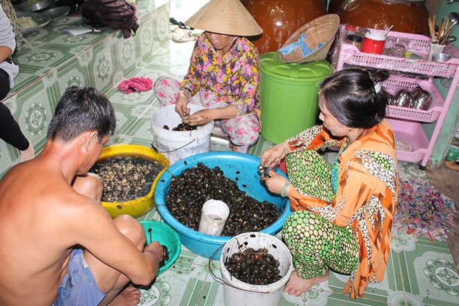 Bắt ốc bươu vàng cũng là một nghề kiếm được "tiền khủng" của người dân Việt Nam. Loài ốc này từng là thứ bỏ đi hoặc chỉ để cho vịt, cá ăn vì nó gây hại cho mùa màng. Những năm gần đây, ốc bươu vàng được người dân bắt, rồi đem luộc, lấy thịt bán cho các chủ vựa thu mua xuất sang Trung Quốc. Ảnh: Zing.