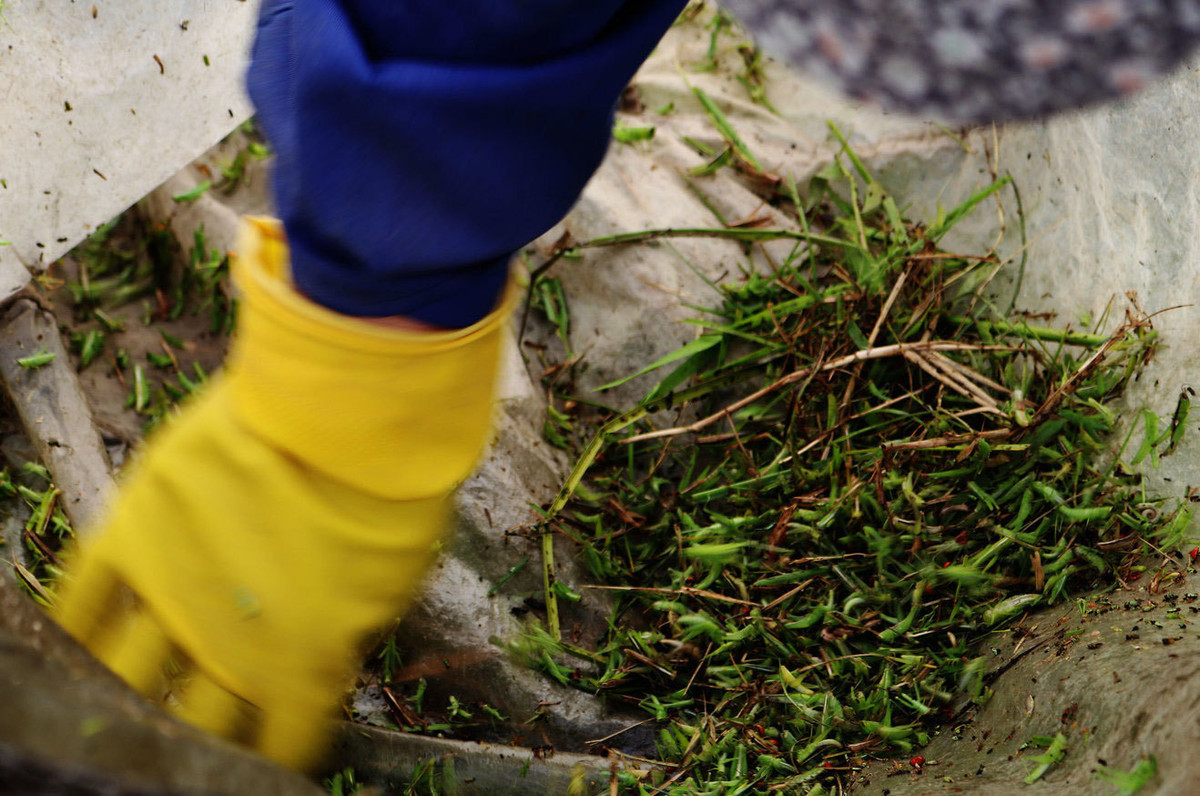 Theo đó, việc săn bắt châu chấu - loài côn trùng gây hại cho mùa màng - không chỉ mang lại thu nhập cao, đời sống ổn định cho người dân ở đây mà công việc này còn góp phần hạn chế sự phát triển của châu chấu. Ảnh: Dân Việt.