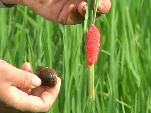 Trước tình trạng hiểm họa ốc bươu vàng có nguy cơ bùng phát trở lại do thương lái tập trung thu mua xuất sang Trung Quốc, năm 2013, Bộ Nông nghiệp và Phát triển nông thôn (NN&amp;PTNT) có công văn gửi tất cả các tỉnh, thành phố chỉ đạo về việc ngăn chặn sự bùng phát của nạn ốc bươu vàng. Bộ Nông nghiệp đặc biệt nghiêm cấm việc nhân nuôi ốc bươu vàng. Nếu phát hiện thì sẽ xử phạt vi phạm hành chính và buộc phải tiêu huỷ theo quy định.