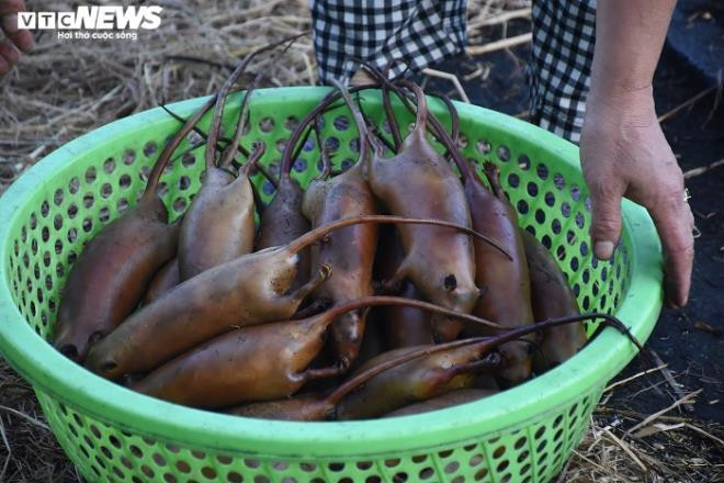 Một số gia đình bắt được hàng chục kg chuột đồng mỗi ngày vào thời điểm tháng 9 - 12 Âm lịch hàng năm. Trừ các chi phí, mỗi người có thể kiếm được khoản thu nhập 500.000 - 700.000 đồng/ngày. Ảnh: VTC.