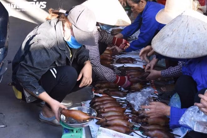 Các loài chuột, bao gồm chuột đồng chuyên phá hoại mùa màng, đồ đạc trong nhà... Theo đó, loài động vật gây hại này bị người dân lùng bắt, tiêu diệt để bảo vệ hoa màu, tài sản. Thế nhưng, những năm gần đây, chuột đồng trở thành nguồn thu lớn đối với nhiều gia đình. Món ăn đặc sản của đồng quê này giúp dân kiếm tiền triệu. Ảnh: VTC.