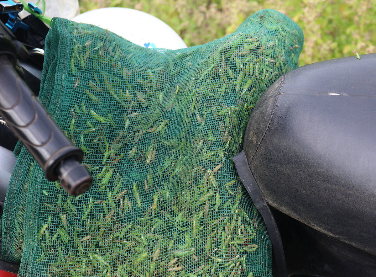 Tùy từng thời điểm, thương lái thu mua châu chấu với giá từ 80.000 - 200.000 đồng/kg. Sau đó, chúng được cung cấp cho các đầu mối nuôi, bán chim cảnh. Ảnh: Dân Việt.