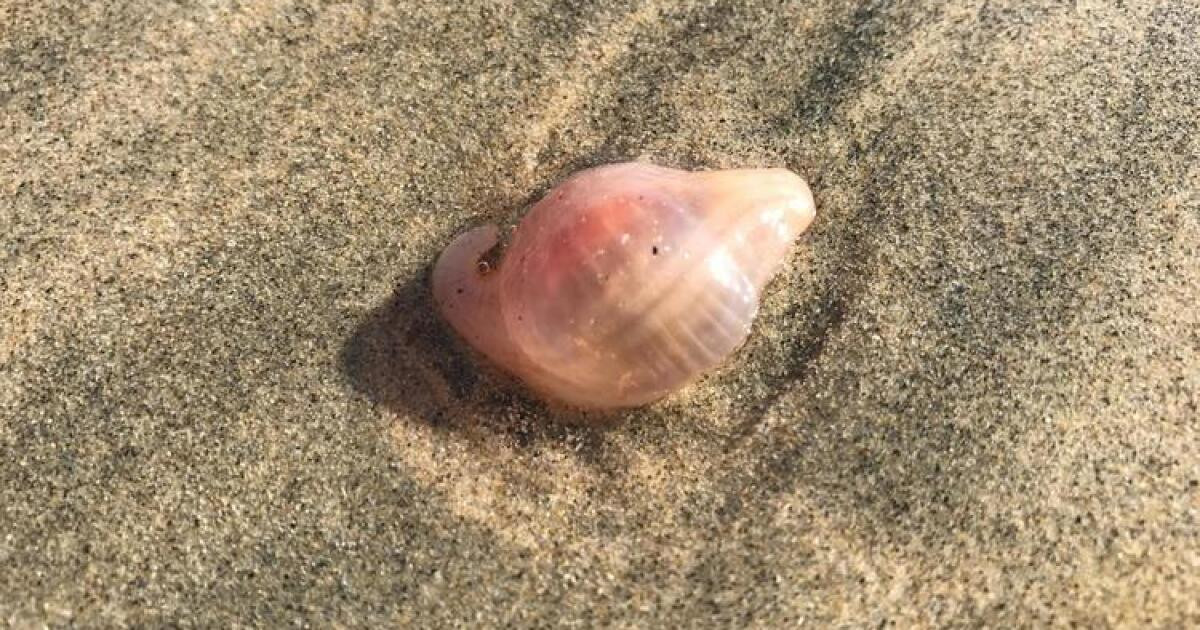 Liên quan đến vấn đề này, Matt Bracken, giáo sư nghiên cứu về sinh vật tại Đại học California, cho biết những sinh vật lạ mà Rustan phát hiện trôi dạt vào bờ biển là hải sâm.