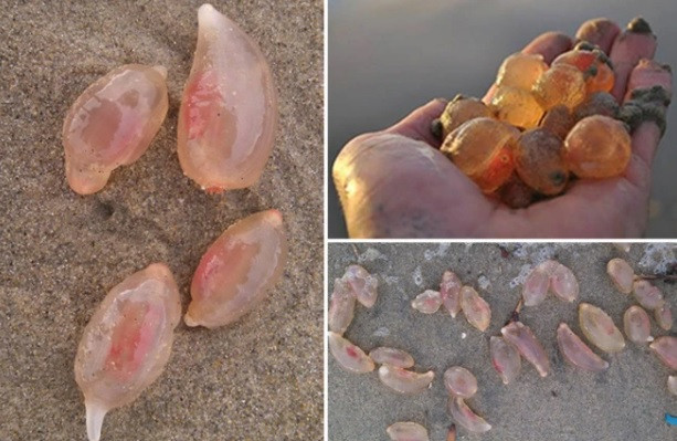 Trong lúc đi dạo trên bãi biển ở bang California, Mỹ vào cuối tháng 11/2016, Ryan Rustan phát hiện nhiều sinh vật bí ẩn giống "kẹo dẻo". Nó được mô tả khá mềm, sờ vào có cảm giác sền sệt và có màu hồng đỏ.