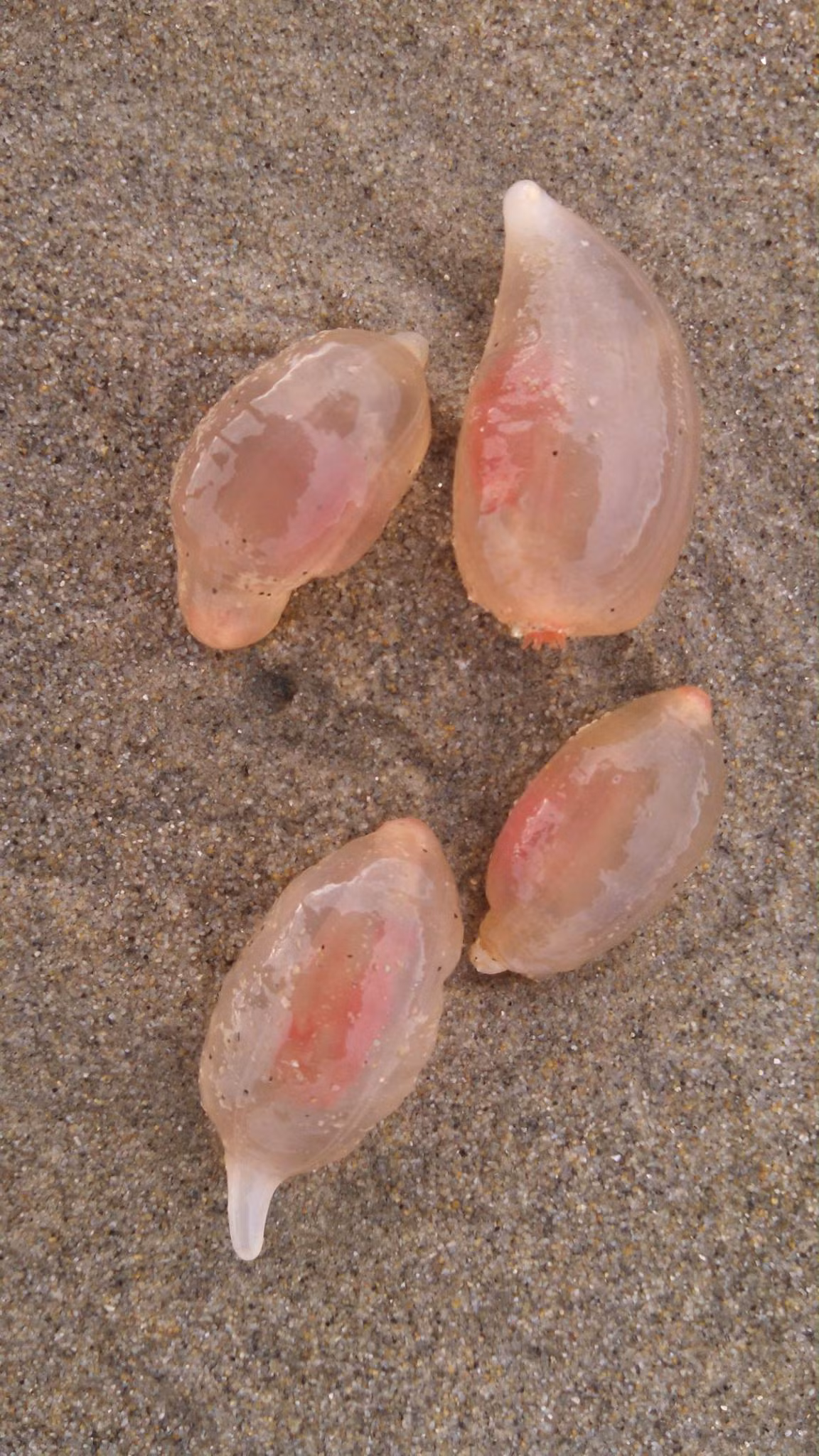 Sau khi xem những bức ảnh do Rustan chụp, một số người dùng mạng xã hội cho rằng chúng khá giống "kẹo dẻo" và đưa ra suy đoán đó có thể là hải sâm hoặc trứng sứa.