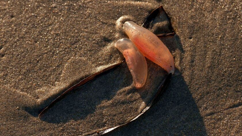 Hải sâm thuộc nhóm động vật biển với thân hình dài và da có lông, có xương trong nằm ngay dưới da. Chúng còn được biết đến với những tên gọi khác như: đồn đột, đỉa biển, dưa chuột biển...