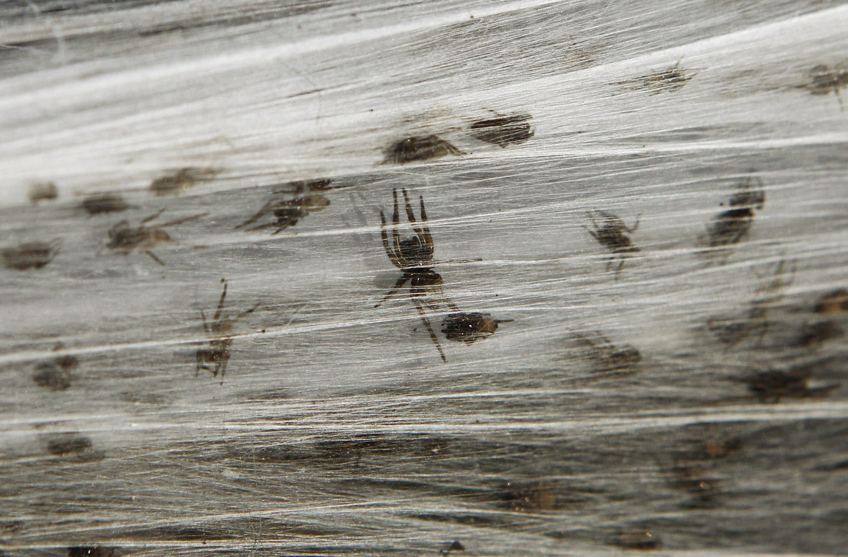 Vào thời điểm đó, hàng trăm, hàng ngàn con nhện sẽ di chuyển theo số lượng lớn và tạo ra mạng nhện khổng lồ trên bầu trời. Chúng giăng tơ ở trên cao và di chuyển trên đó.