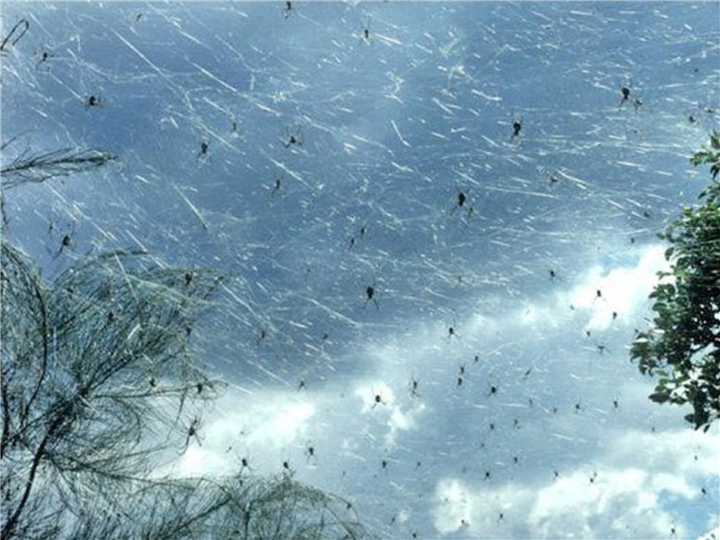 Khi gặp gió mạnh, nhiều con nhện bị hất văng khỏi mạng nhện và rơi xuống đất. Theo đó, nhiều người sẽ chứng kiến "cơn mưa" nhện" hiếm gặp.