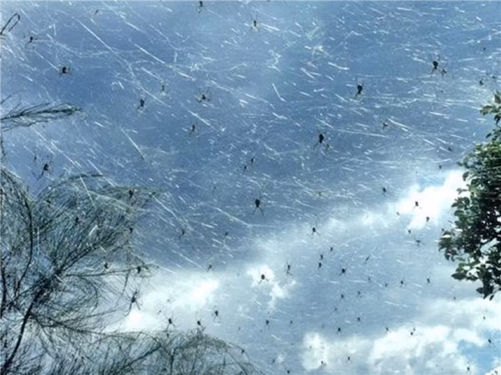 Khi gặp gió mạnh, nhiều con nhện bị hất văng khỏi mạng nhện và rơi xuống đất. Theo đó, nhiều người sẽ chứng kiến "cơn mưa" nhện" hiếm gặp.