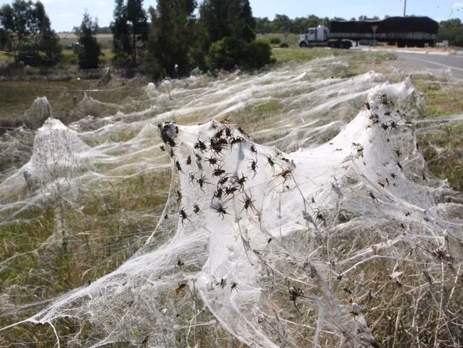 Trước đó, vào năm 2015, người dân tại một thị trấn Goulburn, phía Nam Australia chứng kiến một "cơn mưa nhện" kỳ lạ.
