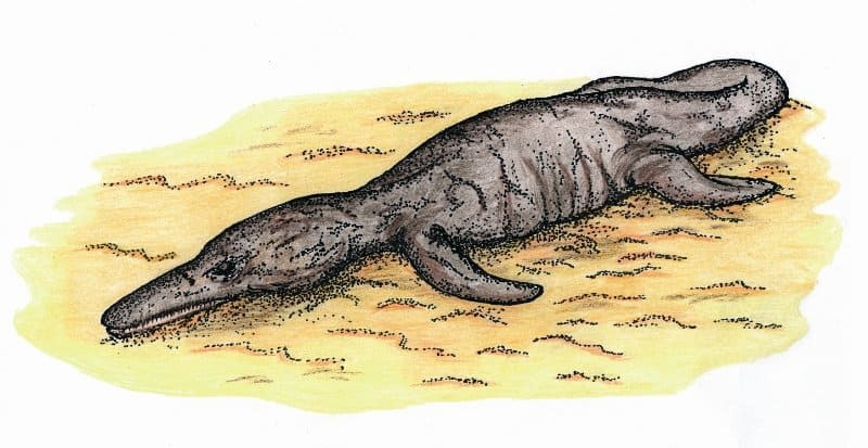 Tuy nhiên, các chuyên gia không thể xác định thủy quái này là gì bởi lẽ nó bị đưa đến một ngôi làng gần đó. Tại đây, người dân địa phương xẻ thịt sinh vật bí ẩn. Đầu của sinh vật bí ẩn được dân làng bán cho một khách du lịch.