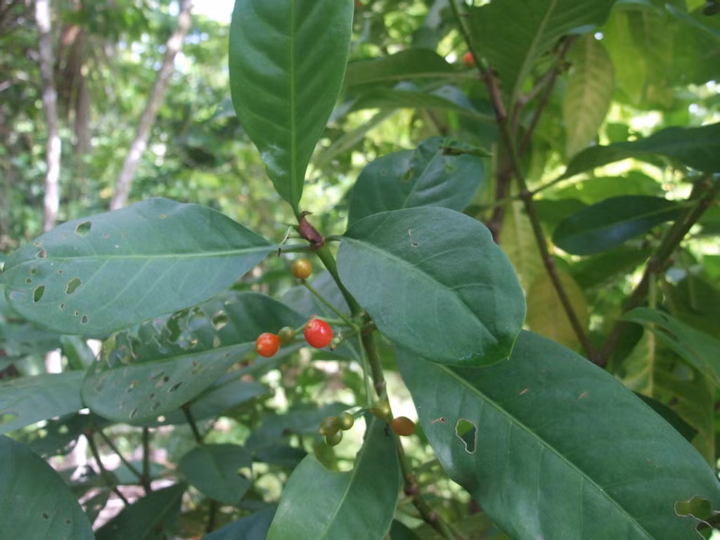 Trong bối cảnh đại dịch COVID-19 có những diễn biến phức tạp, các nhà nghiên cứu mới đây phát hiện lá của loài cây dại matalafi có thể được sử dụng để điều trị ung thư, tiểu đường, các bệnh tim mạch và người nhiễm virus SARS-CoV-2.