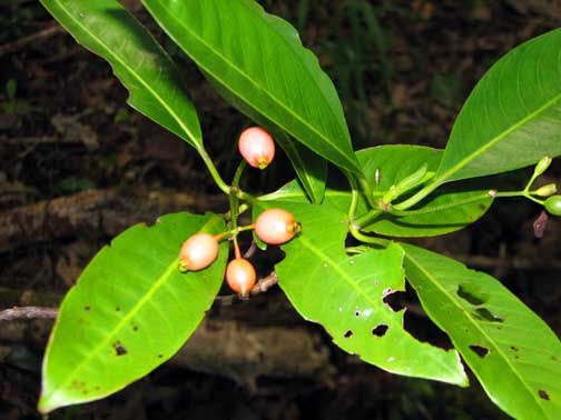 “Lá cây (matalafi) thường được xắt nhỏ, vắt lấy nước cốt. Những người chữa bệnh cổ truyền dùng nước cốt đó làm thức uống cho bệnh nhân. Đôi khi họ cũng dùng lá để xoa lên người bệnh hoặc đắp lên vết thương cần chữa lành”, bà Molimau-Samasoni cho biết.