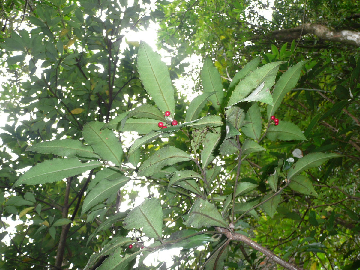 Bà Seeseei chia sẻ thêm rằng, gia đình của bà có truyền thống hành nghề trong lĩnh vực y học cổ truyền. “Tôi lớn lên với bà ngoại. Bà tôi là một người chữa bệnh theo y học cổ truyền. Trước khi qua đời, bà đã truyền lại các phương pháp điều trị của mình cho tôi. Do vậy, tôi học được cách chữa bệnh theo phương pháp cổ truyền”, bà Molimau-Samasoni tâm sự.