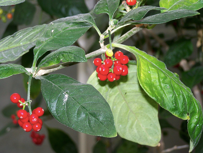 Matalafi được biết đến là một loại cây dại kích thước nhỏ với những quả mọng màu đỏ. Nó còn được gọi là Psychotria insularum. Chúng mọc khá phổ biến ở dọc theo bờ biển và trong các khu rừng mây ở Samoa.