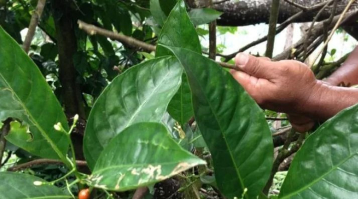 Thế nhưng, bà lạc quan và cho rằng đó chỉ là bước khởi đầu không chỉ đối với loài cây matalafi mà còn với những nghiên cứu rộng hơn về cách các loại thuốc cổ truyền ở Samoa có thể được sử dụng trong điều trị các loại bệnh ngày nay.