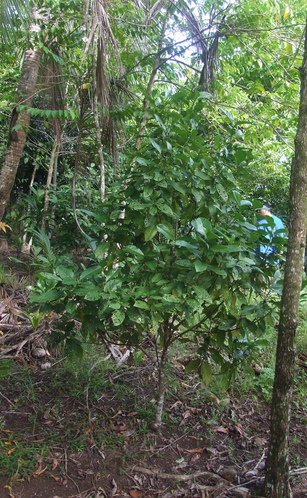 Bà Seeseei và các đồng nghiệp có phát hiện quan trọng trên sau một thời gian dài nghiên cứu tỉ mỉ, phân tích hóa học và di truyền của loài cây dại này. Qua đó, nhóm nghiên cứu tìm hiểu cách chữa bệnh bằng lá cây matalafi.