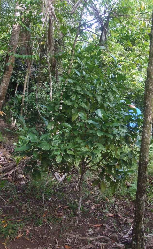 Bà Seeseei và các đồng nghiệp có phát hiện quan trọng trên sau một thời gian dài nghiên cứu tỉ mỉ, phân tích hóa học và di truyền của loài cây dại này. Qua đó, nhóm nghiên cứu tìm hiểu cách chữa bệnh bằng lá cây matalafi.