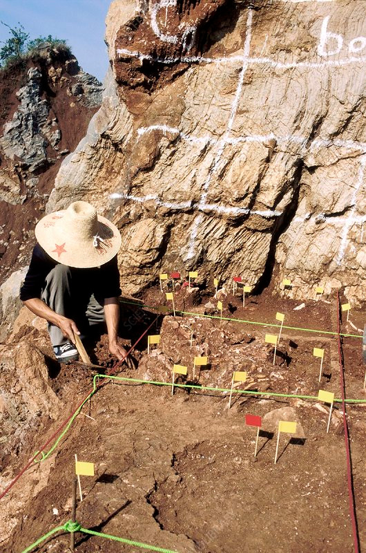 Các chuyên gia lấy một số mẫu quan tài gửi đến Khoa Lâm nghiệp của Trường Cao đẳng Nông nghiệp An Huy (nay là Đại học Nông nghiệp An Huy) để kiểm tra.