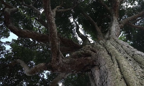 Khi kiểm tra 3 loại gỗ trên dưới kính hiển vi, các chuyên gia phát hiện không có sợi nấm hay các khoáng chất khác xâm nhập vào trong khoang tế bào.