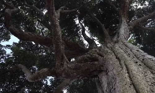 Khi kiểm tra 3 loại gỗ trên dưới kính hiển vi, các chuyên gia phát hiện không có sợi nấm hay các khoáng chất khác xâm nhập vào trong khoang tế bào.