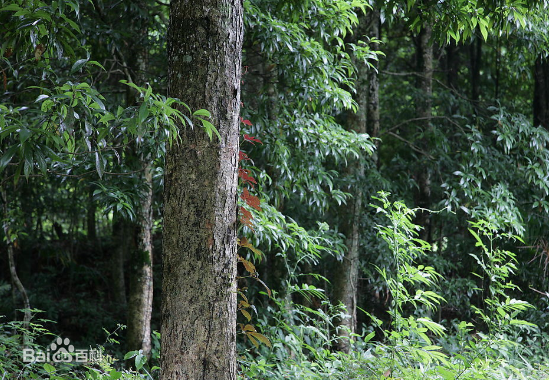 Điều này có nghĩa những loại gỗ dùng để làm quan tài không bị hư hại trước sự "tấn công" của vi khuẩn, côn trùng, nấm.