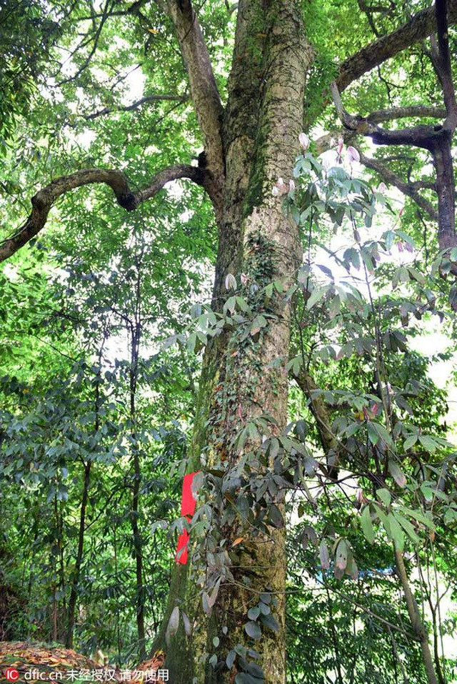 Việc chôn cất trong quan tài gỗ quý như trên cùng với các cổ vật được tìm thấy, các chuyên gia nhận định chủ nhân của chúng là những người có địa vị cao trong xã hội.