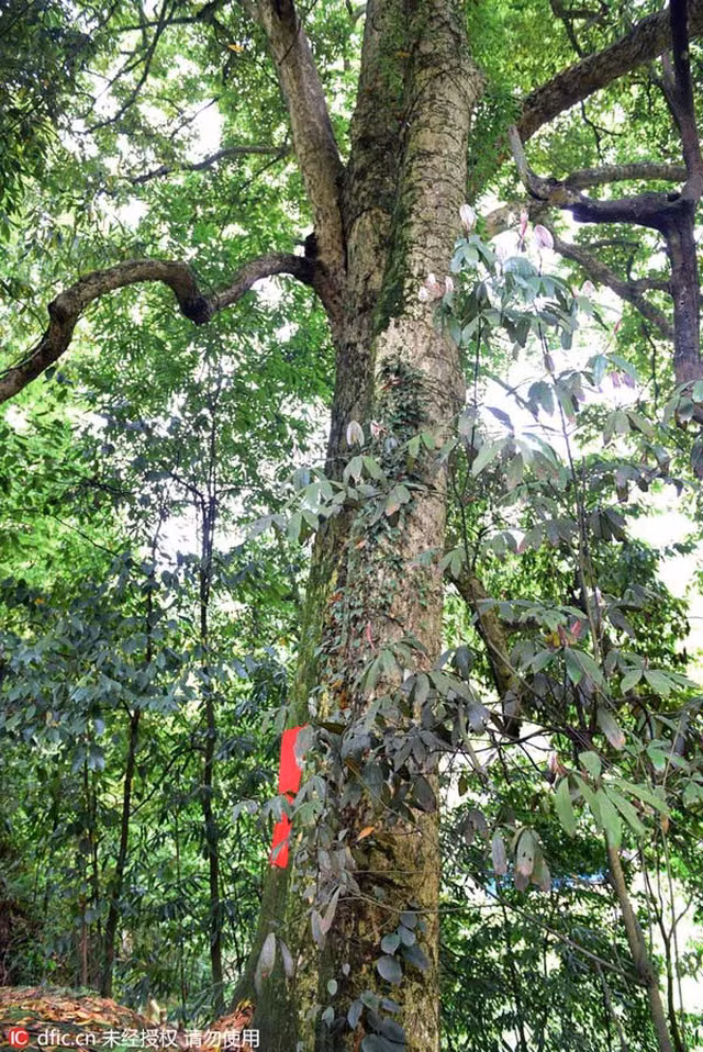 Việc chôn cất trong quan tài gỗ quý như trên cùng với các cổ vật được tìm thấy, các chuyên gia nhận định chủ nhân của chúng là những người có địa vị cao trong xã hội.