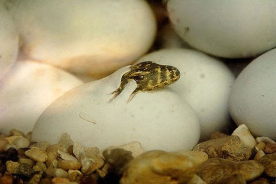 Rồng con chui ra khỏi vỏ trứng bằng cách sử dụng chiếc răng sắc nhọn đặc biệt có tên gọi là “răng trứng” để làm vỡ vỏ. Chiếc răng này sẽ gãy khi chúng bắt đầu cuộc sống tự do. Sau khi chào đời, rồng Komodo không được bố mẹ bảo vệ và phải tự đi kiếm ăn. Do vậy, không ít con bị kẻ thù trong tự nhiên tấn công và ăn thịt.