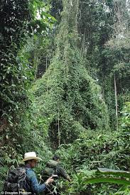 Mới đây, các nhà thám hiểm cho hay vùng rừng rậm La Mosquitia ở Honduras có thể chính là nơi thành phố của thần Khỉ tọa lạc.