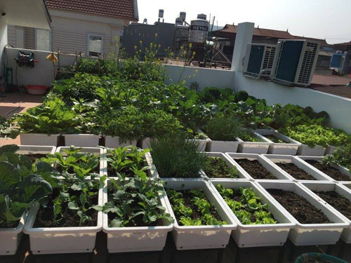 Toàn cảnh khu vườn trên cao của gia đình chị Hương.