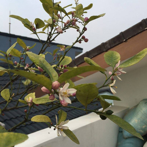 Chanh ra hoa và bói quả.