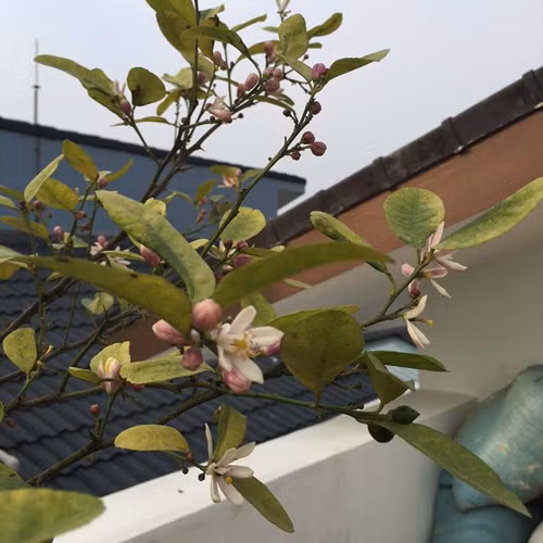 Chanh ra hoa và bói quả.