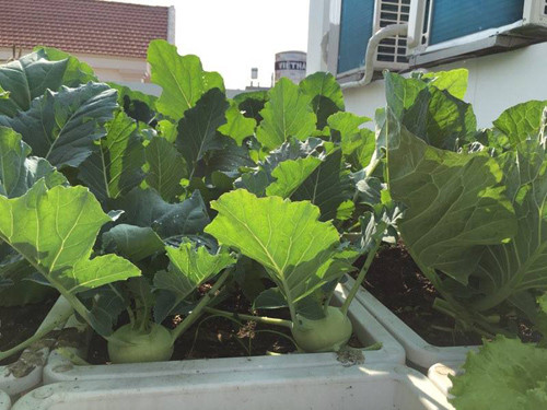 Su hào củ to, lá xanh mướt.