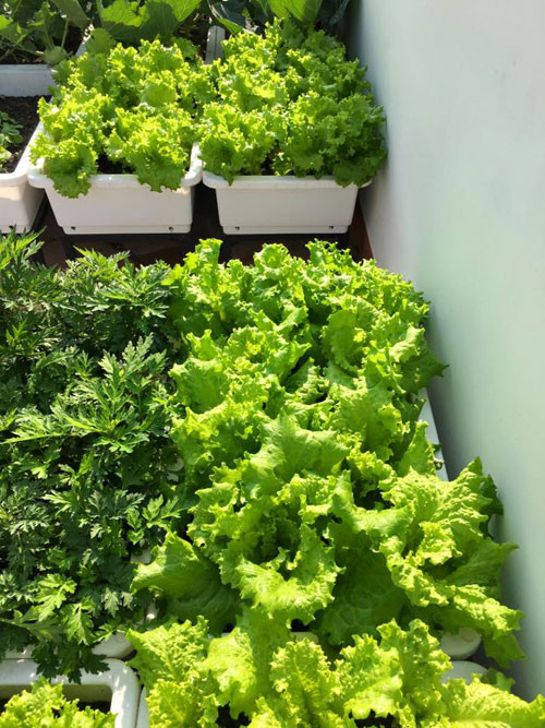 Rau xà lách lên mơn mởn.