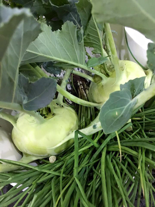 Su hào và hành lá sau khi thu hoạch.