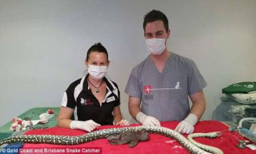 Tran suyt bo mang vi nuot chung gau bong-Hinh-5