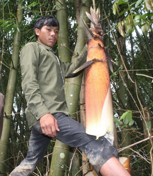 Một búp măng khổng lồ của loài tre khủng.