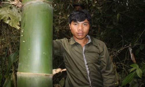 Một trong ba bụi tre khổng lồ ở cánh rừng ở núi Ngọc Lan được dân Long Riêu 3 bảo vệ qua bao đời. Tre ở đây chi chít gai nên để chặt một cây tre không hề dễ dàng. Mỗi đốt tre dài 40cm nhưng chu vi thân lên đến 60 - 70cm.