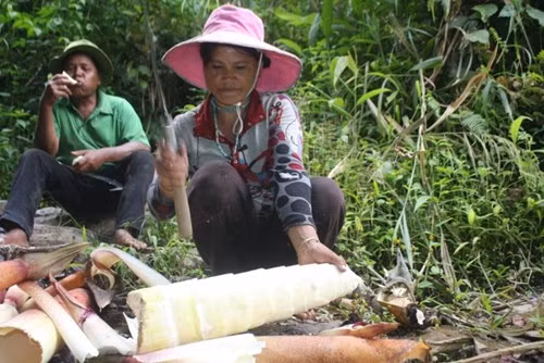 Măng của loại tre này rất ngọt và giòn. Vào mùa mưa bão, măng trở thành món ăn quý giá của dân làng Long Riêu 3.