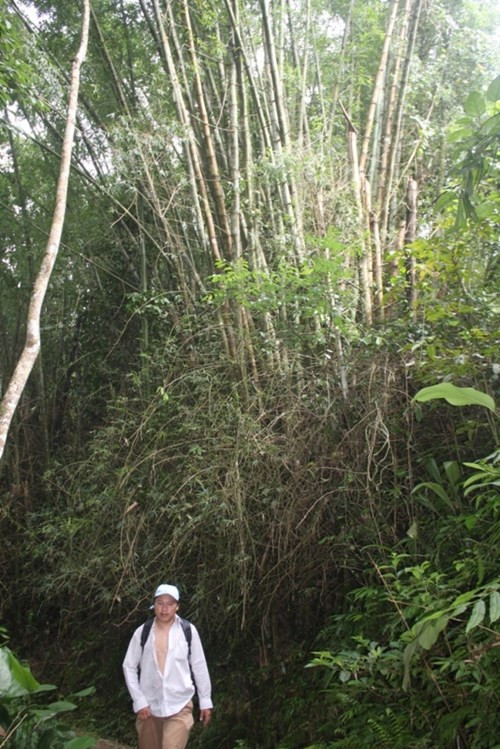 Già làng Long Riêu 3, ông Hồ Văn Thạch cho biết, loài tre khổng lồ này chỉ có ở khu vực núi Ngọc Lan. Dân làng nhiều lần thử mang loài tre mà họ gọi là tre "Thánh Gióng" này về trồng nhưng không thành công.