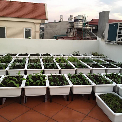 chị Hương đã dùng chậu nhựa có lưới thoát nước ở đáy để trồng rau.