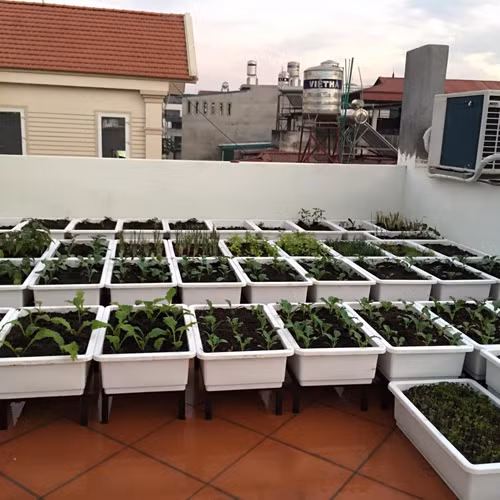 chị Hương đã dùng chậu nhựa có lưới thoát nước ở đáy để trồng rau.