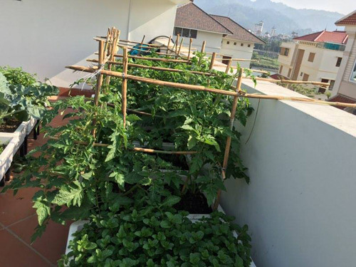 Một góc vườn trồng cà chua và rau gia vị.