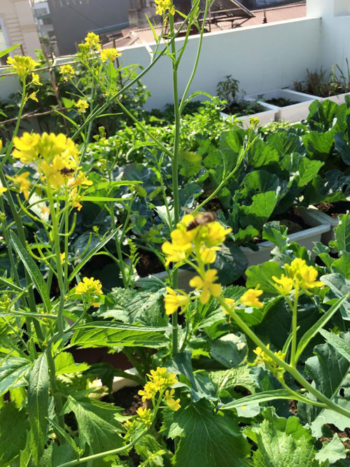 Cải ngọt ra hoa khiến nhiều người ngỡ đang ở vườn hoa cải.