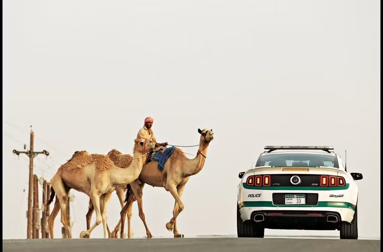 Cảnh sát ở Các tiểu vương quốc Ả rập thống nhất (UAE) thường dùng xe hạng sang để tuần tra trên cao tốc. Trong ảnh là một xe sang hiệu Audi của cảnh sát đi chậm lại khi có người và lạc đà cắt ngang xa lộ.