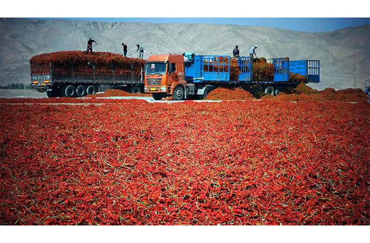 Ớt phơi khô bên lề đường trong sa mạc Gobi ở Turpan, Tân Cương, Trung Quốc.
