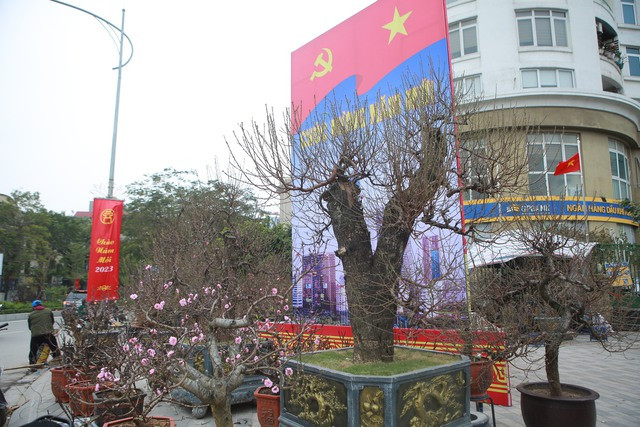 Ở thời điểm Tết Nguyên đán chỉ còn khoảng hơn 2 tuần lễ, một số tuyến phố ở Hà Nội đã ngập tràn các loài hoa chơi Tết như Đào, Mai, Lan…Tại đường Lạc Long Quân, Trịnh Công Sơn, đường Võ Chí Công (quận Tây Hồ), các chậu đào rừng "khủng" thế đẹp với giá bán từ 30 triệu đồng đến hơn 100 triệu đồng/cây/chậu đã sẵn sàng phục vụ người Hà Nội chơi trong dịp Tết. 