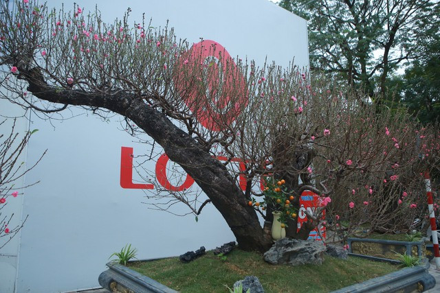 Ông Công cho biết, tùy vào tuổi, thế cây và gốc cây lớn hay bé mà giá sẽ khác nhau. 